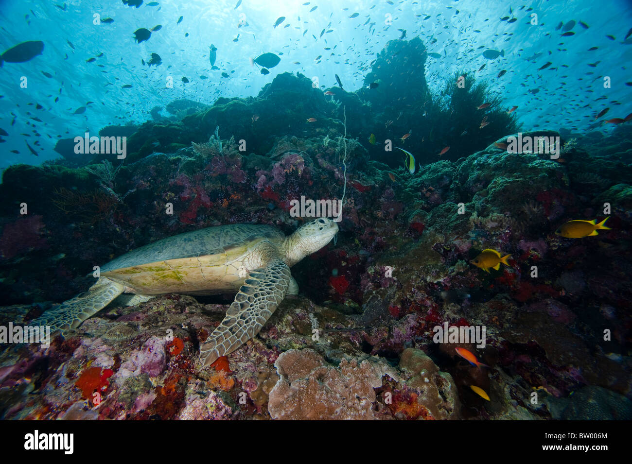 Une tortue verte, Chelonia mydas, reposant sur des récifs coralliens à rebord, entouré de poissons de récif, profil, Sipadan, Sabah, Malaisie Banque D'Images