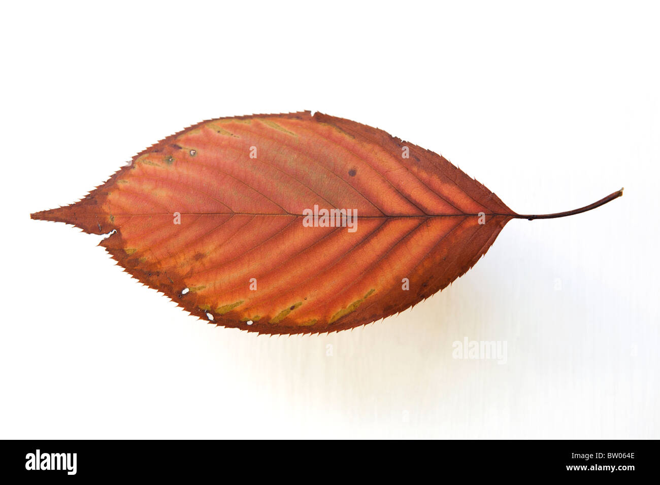 Feuille d’automne Banque D'Images