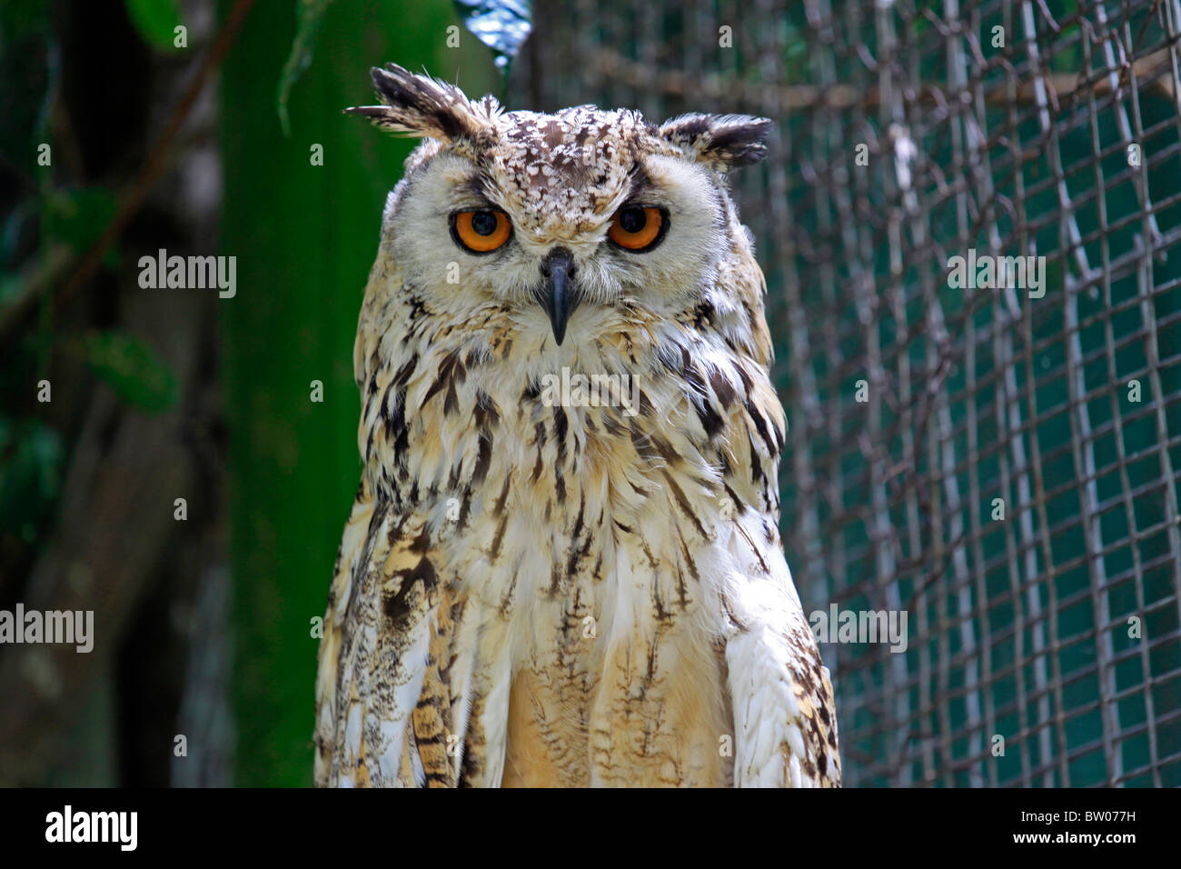 Rock Grand-duc appelé aussi grand-duc indien du Bengale ou eagle owl (Bubo bubo bengalensis) dans World of birds, Hout Bay, Afrique du Sud. Banque D'Images