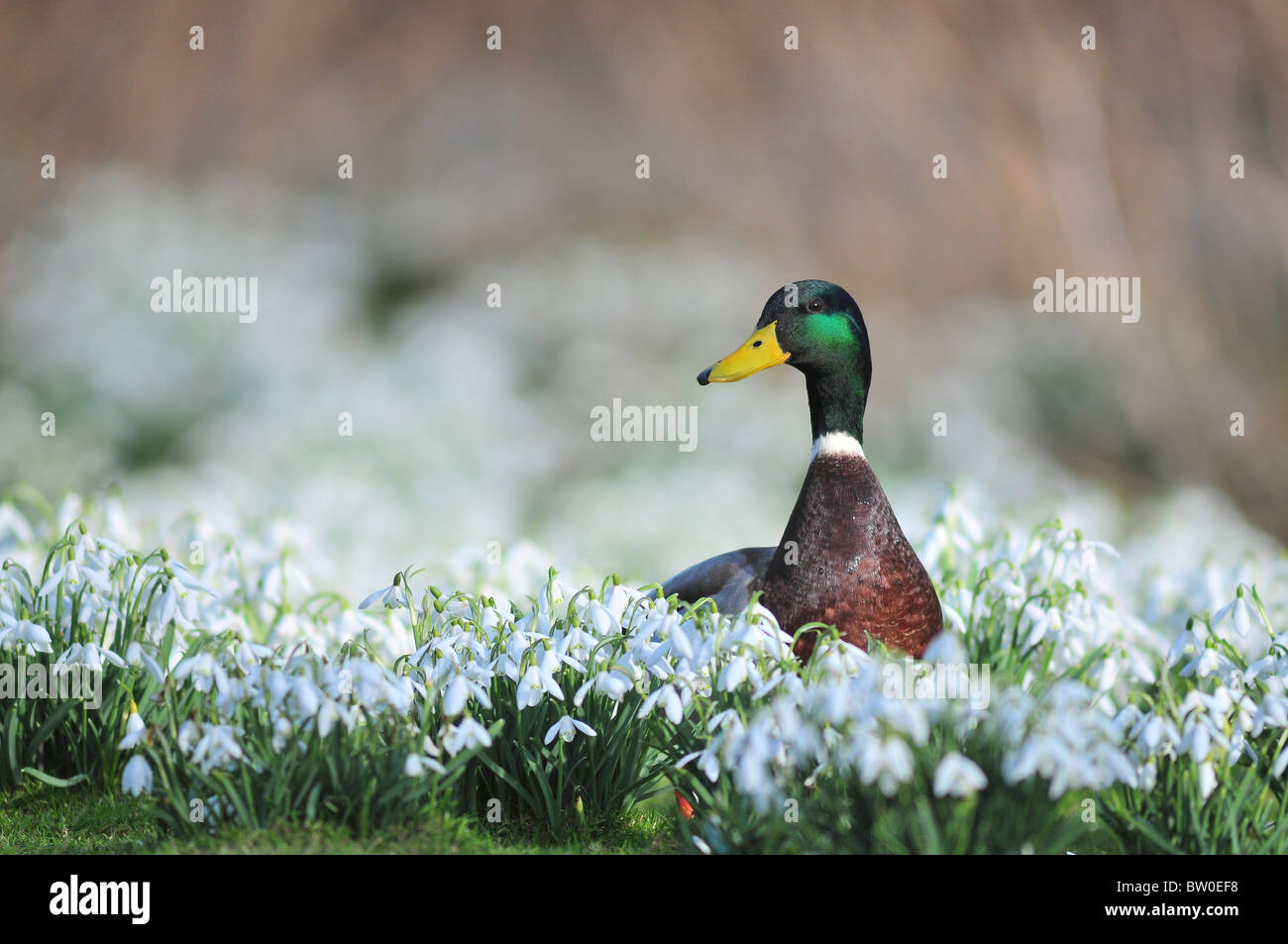 Une belle mallard drake en perce-neige. Dorset, UK Mars 2010 Banque D'Images