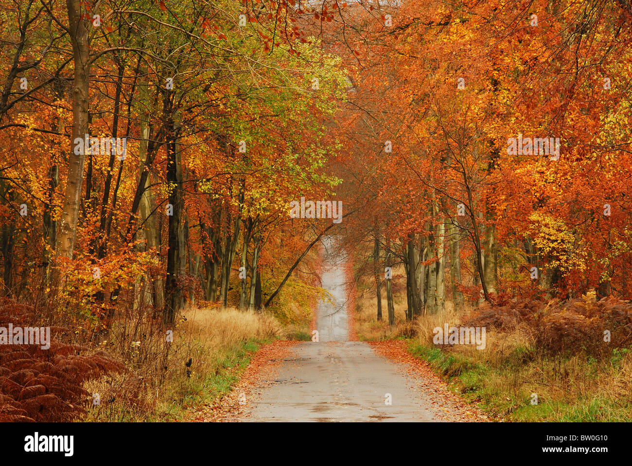 Grand Avenue dans Savernake Forest, Wiltshire, UK en automne. Novembre 2010 Banque D'Images