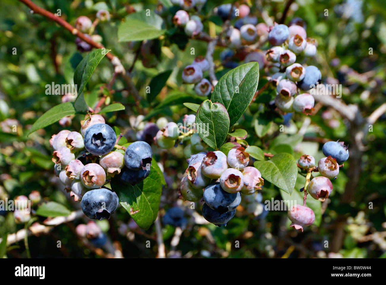 Les bleuets qui poussent sur le Bush en Comté de Harrison, dans l'Indiana Banque D'Images