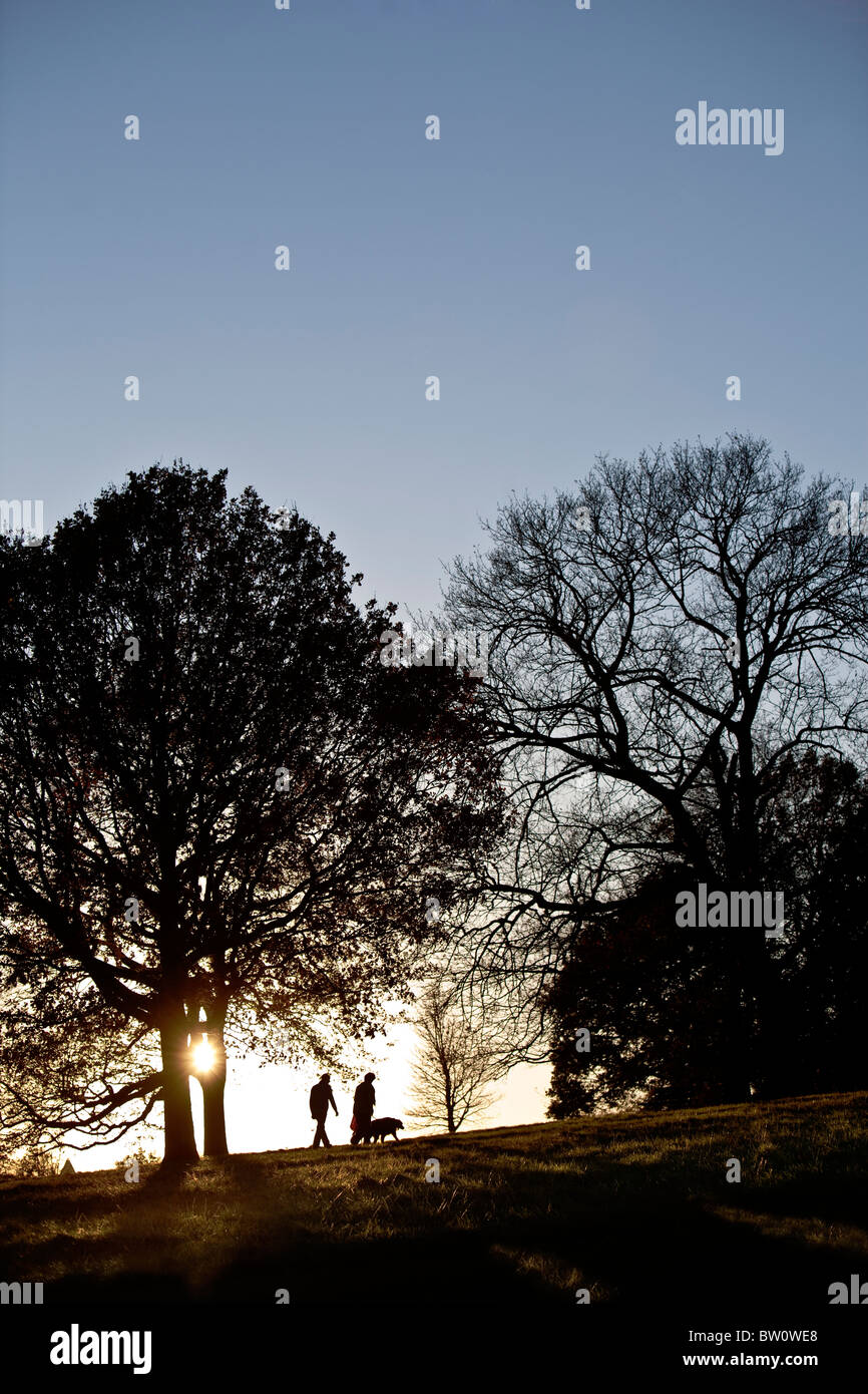Un ciel d'hiver lumineux arbres hiver décrit sur une colline sur la célèbre park, Hampstead Heath. Banque D'Images