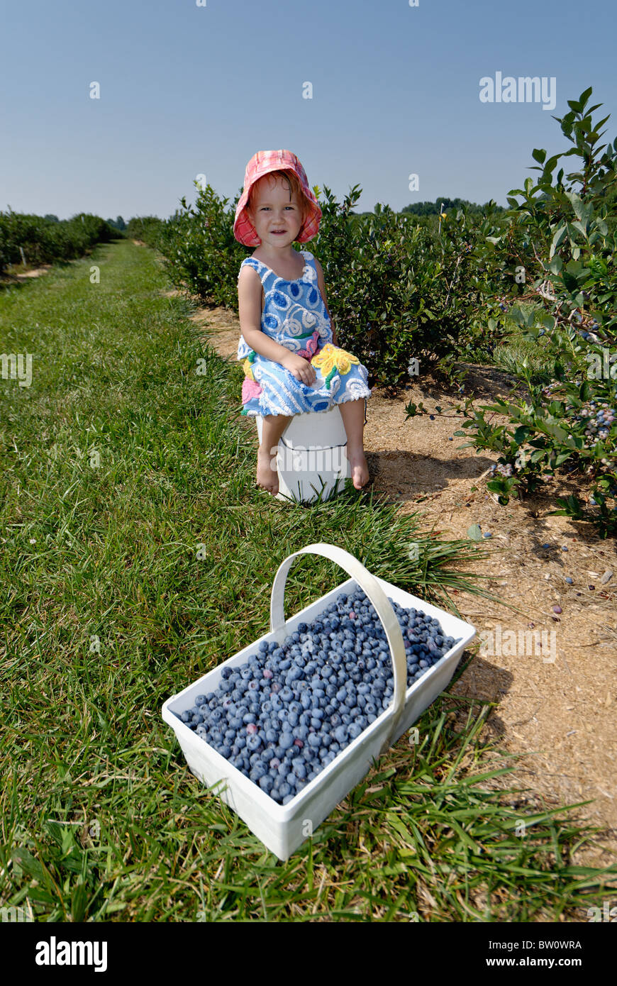 Petite fille en robe et chapeau soleil assis sur le godet derrière grand panier de bleuets dans Harisson County, Indiana Banque D'Images