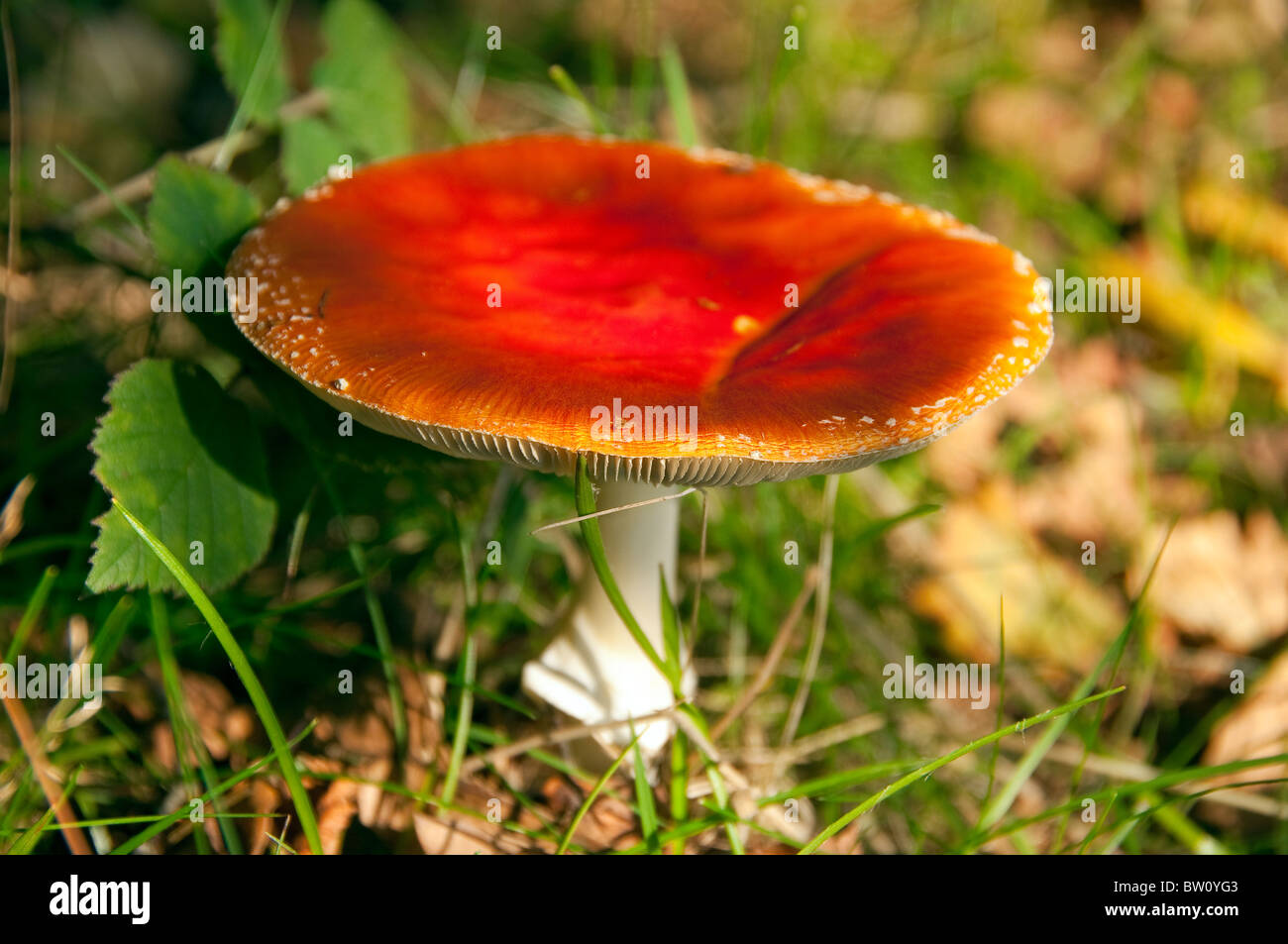 Gros plan de la mouche agarique amanita muscaria amanitaceae entièrement ouverte Champignon toadstool Angleterre Royaume-Uni GB Grande-Bretagne Banque D'Images