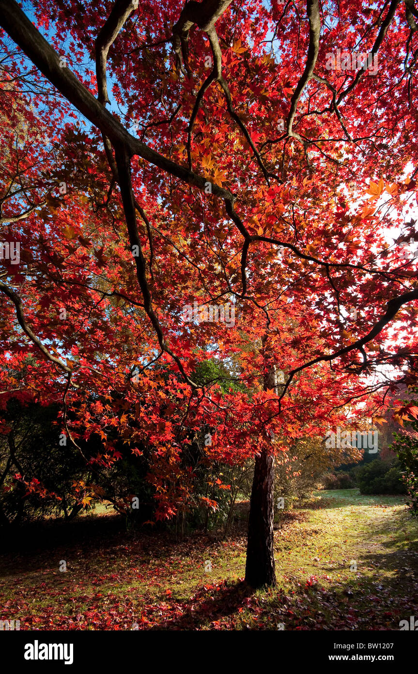 Arbre d'automne, de belles feuilles rouges sur l'arbre et sur le terrain dans un grand angle pris à Richmond Park Banque D'Images