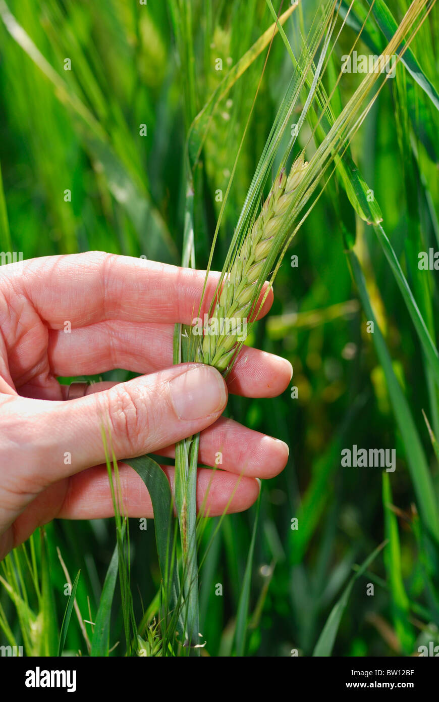 Main tenant l'orge (Hordeum vulgare), Östergötland, Suède Banque D'Images