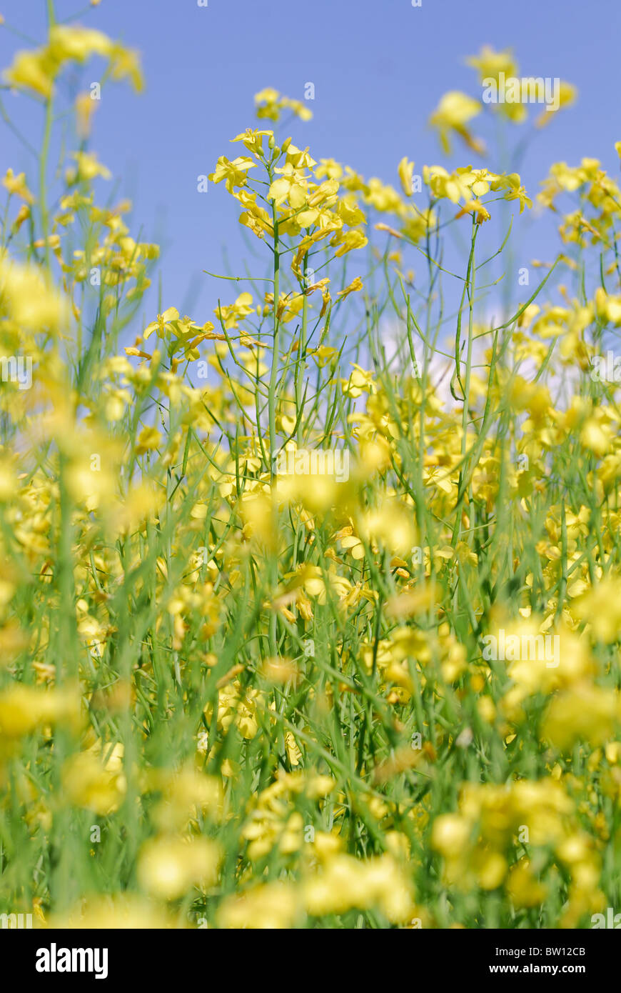 Domaine de colza (Brassica napus), Östergötland, Suède Banque D'Images