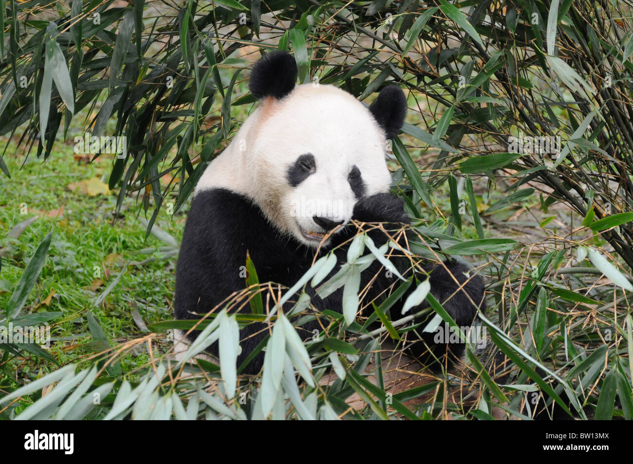 Panda géant (Ailuropoda melanoleuca) eating Bamboo, reproduction Pandas de Chengdu, province du Sichuan, Chine Banque D'Images