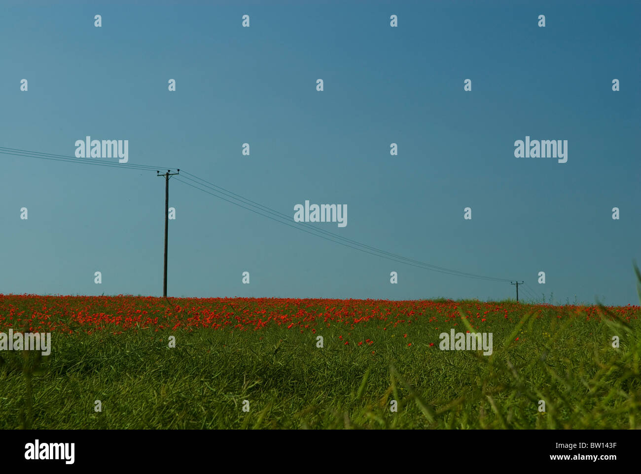 Poteaux télégraphiques s'étendant à travers un champ de viol rapum ou rapa avec coquelicots rouges entremêlées sous un ciel d'été bleu Banque D'Images