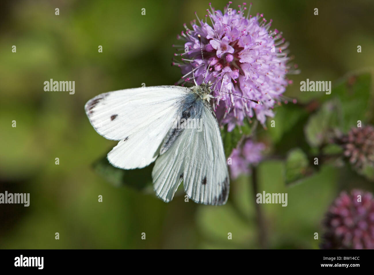 Petit papillon blanc sur l'eau de fleur de menthe. Banque D'Images