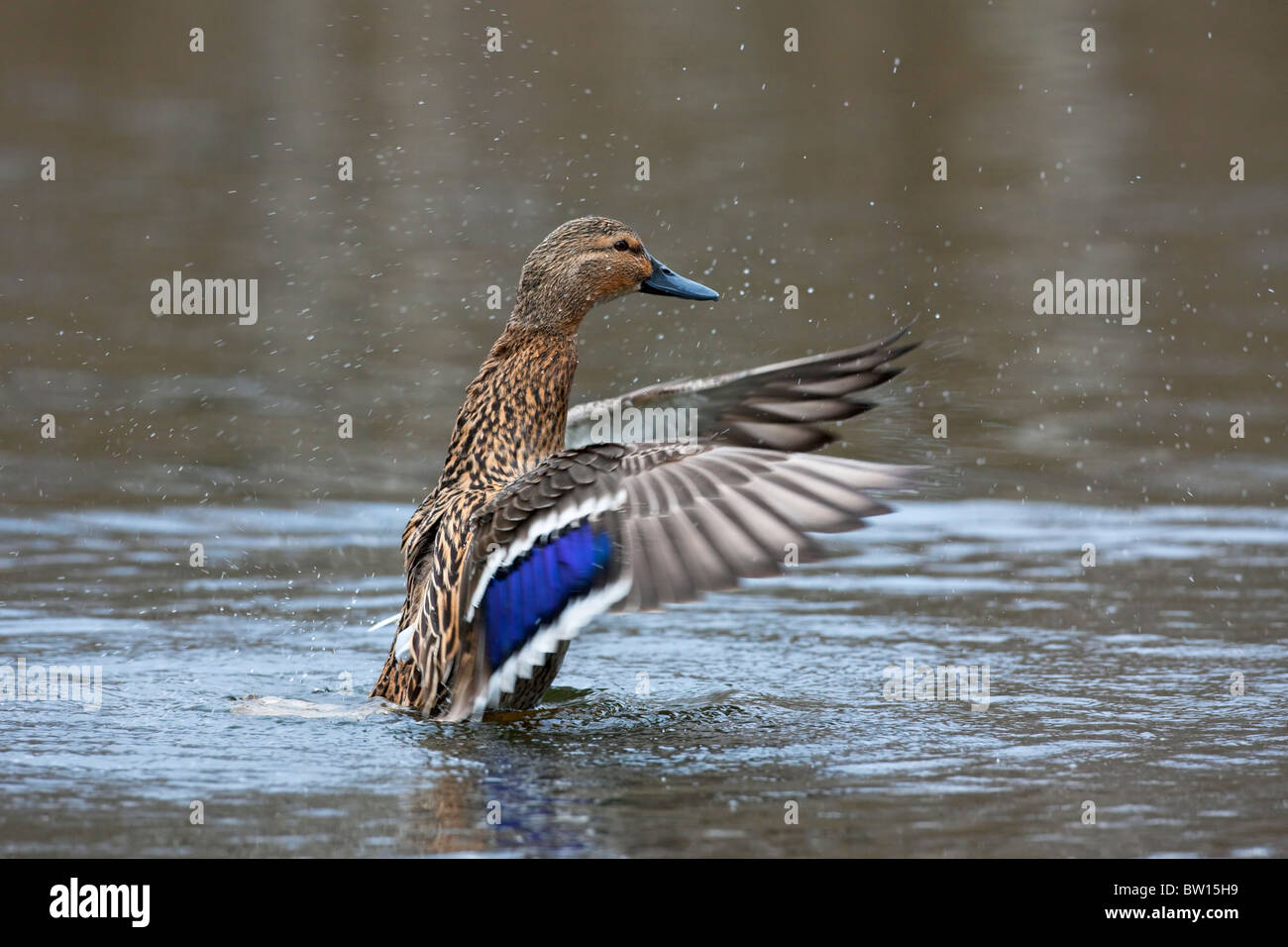Canard sauvage / mallard (Anas platyrhynchos) femmes les ailes battantes sur le lac Banque D'Images