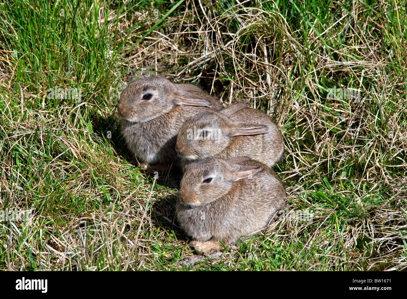 Trois jeunes européens le lapin (Oryctolagus cuniculus) en face de l'entrée du terrier dans le pré Banque D'Images