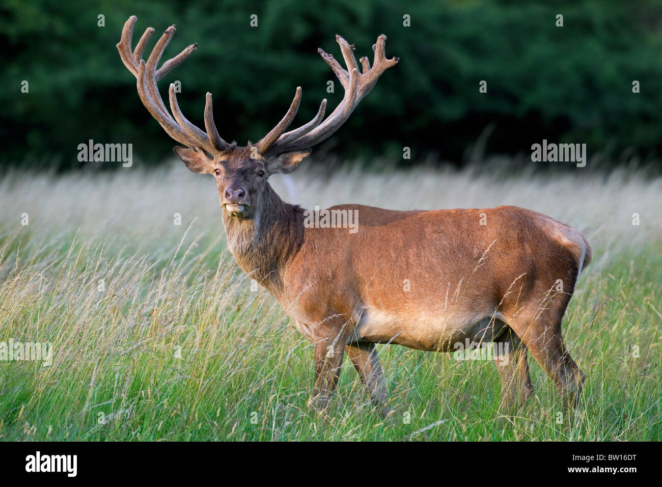 Red Deer (Cervus elaphus) cerf avec bois recouvert de velours dans l'été, Danemark Banque D'Images