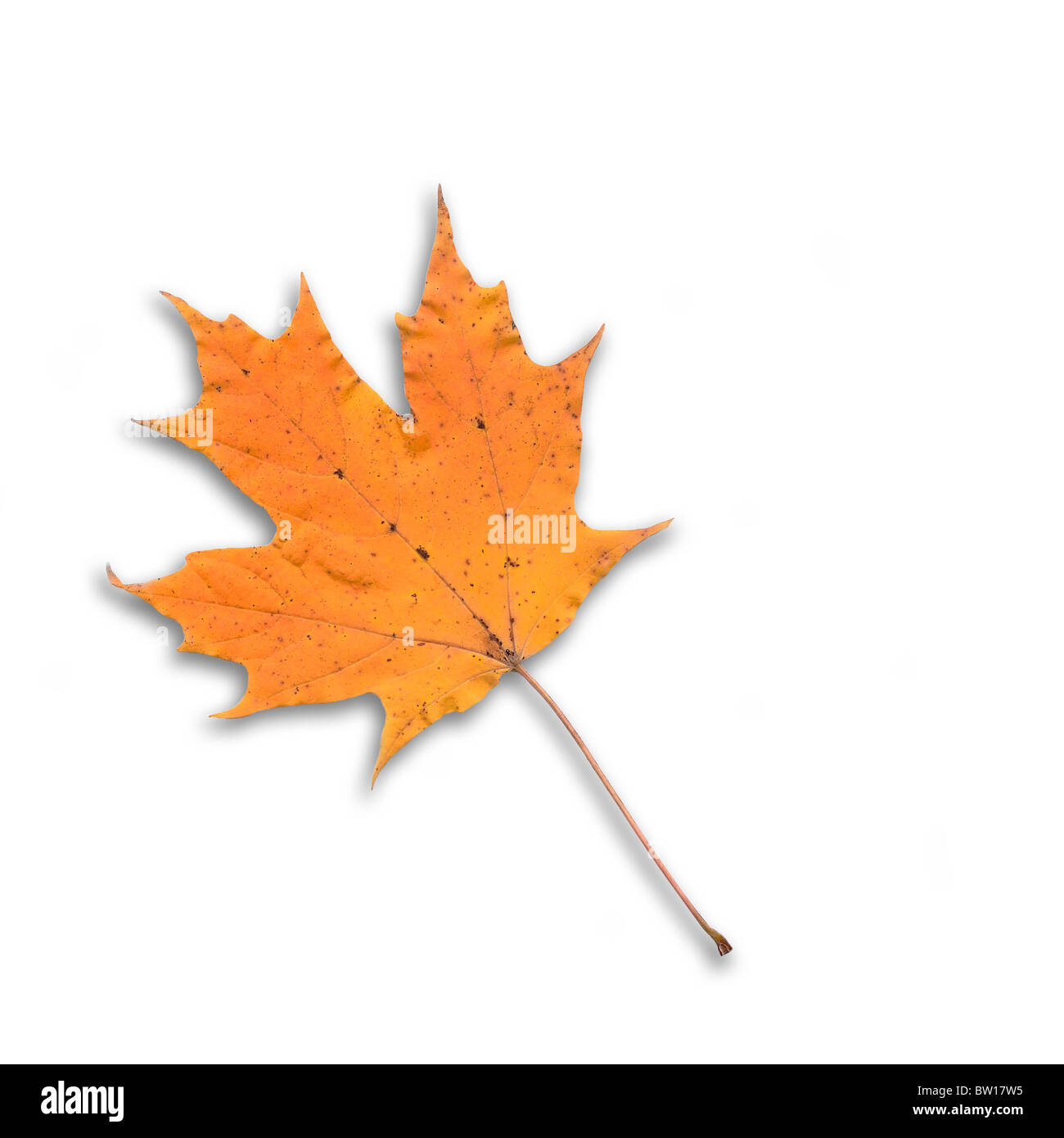 Jaune orange vif automne automne feuille d'érable à sucre (Acer saccharum) macro close up silo isolé sur fond blanc Banque D'Images