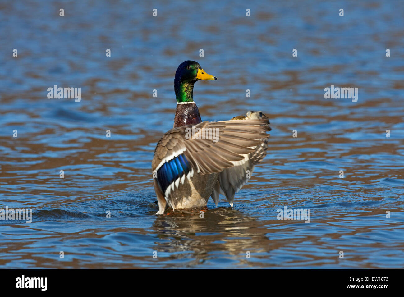 Canard sauvage / Mallard drake (Anas platyrhynchos) sur les ailes battantes lake Banque D'Images