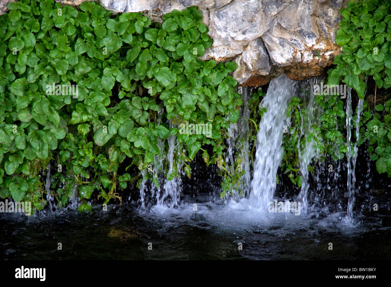 De plus en plus rock avec le cresson sur l'eau de source naturelle à 000 ressorts sur la rivière Snake, à Hagerman Valley, California, USA. Banque D'Images
