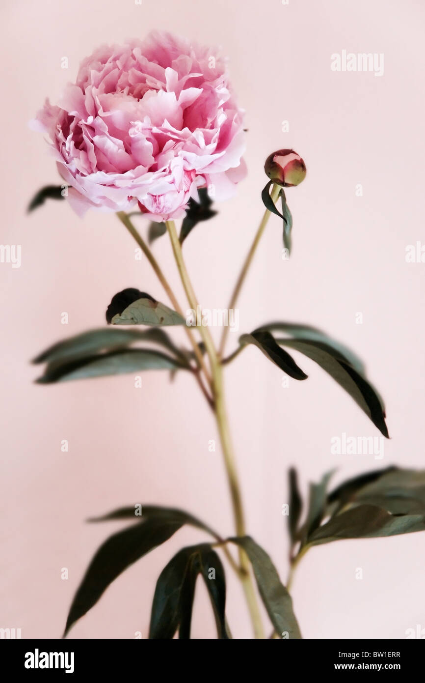 Pivoine rose sur fond rose Banque D'Images