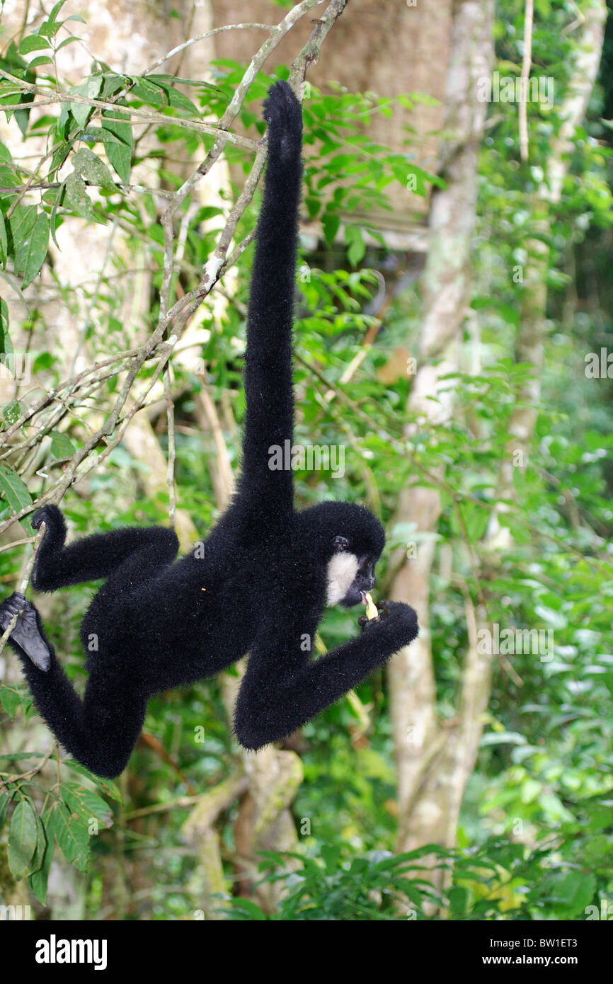 Chine - White-cheeked gibbon Banque D'Images