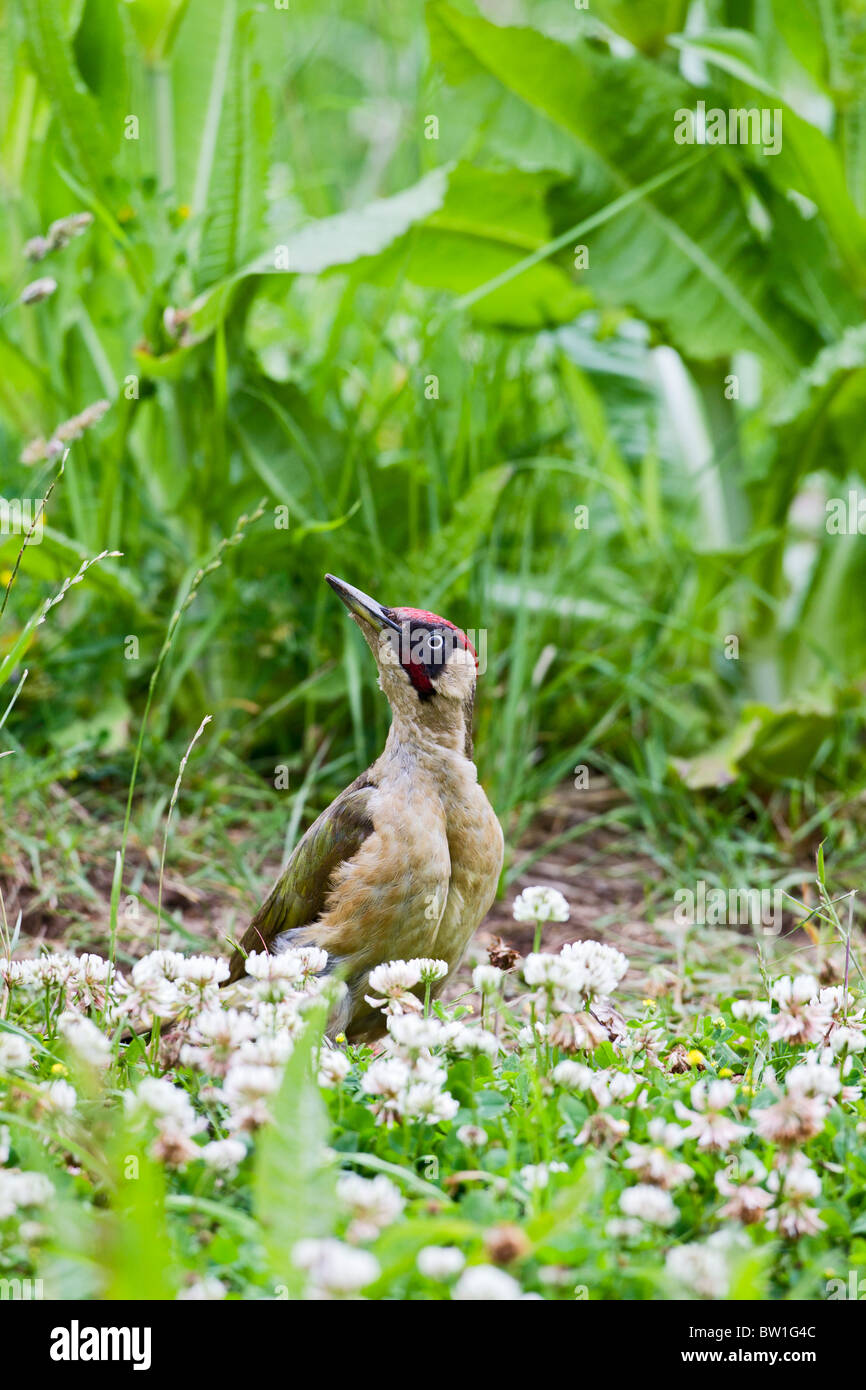 Pic Vert (Picus viridis ) à la recherche de fourmis dans le pré Banque D'Images