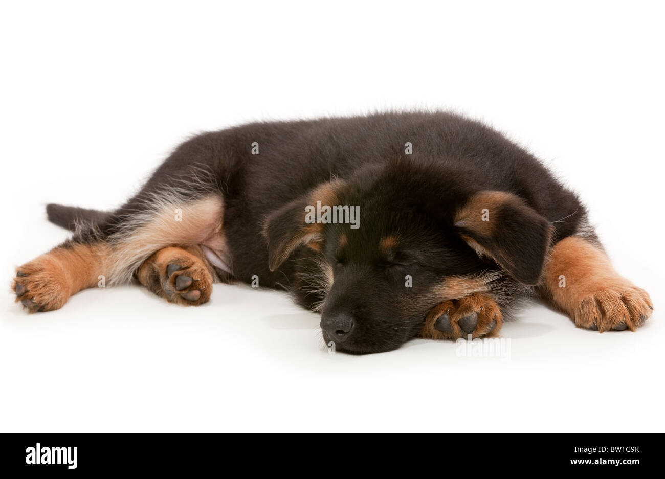 Berger allemand chiot à 7 semaines Banque D'Images