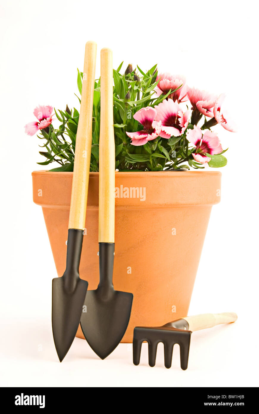 Belle carnation en pot et outils de jardin Banque D'Images