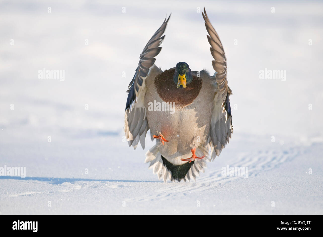 Mallard drake avec les ailes étendues des terres dans la neige près de la rivière Chena, Fairbanks, Alaska, Winter, modifié numériquement Banque D'Images