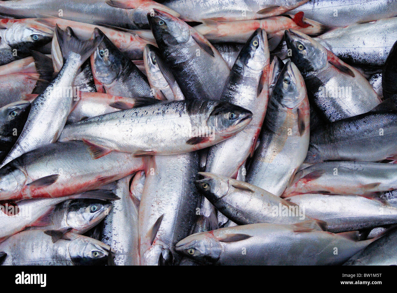 Le saumon rouge de la rivière de cuivre de l'Alaska en bateau de pêche Banque D'Images