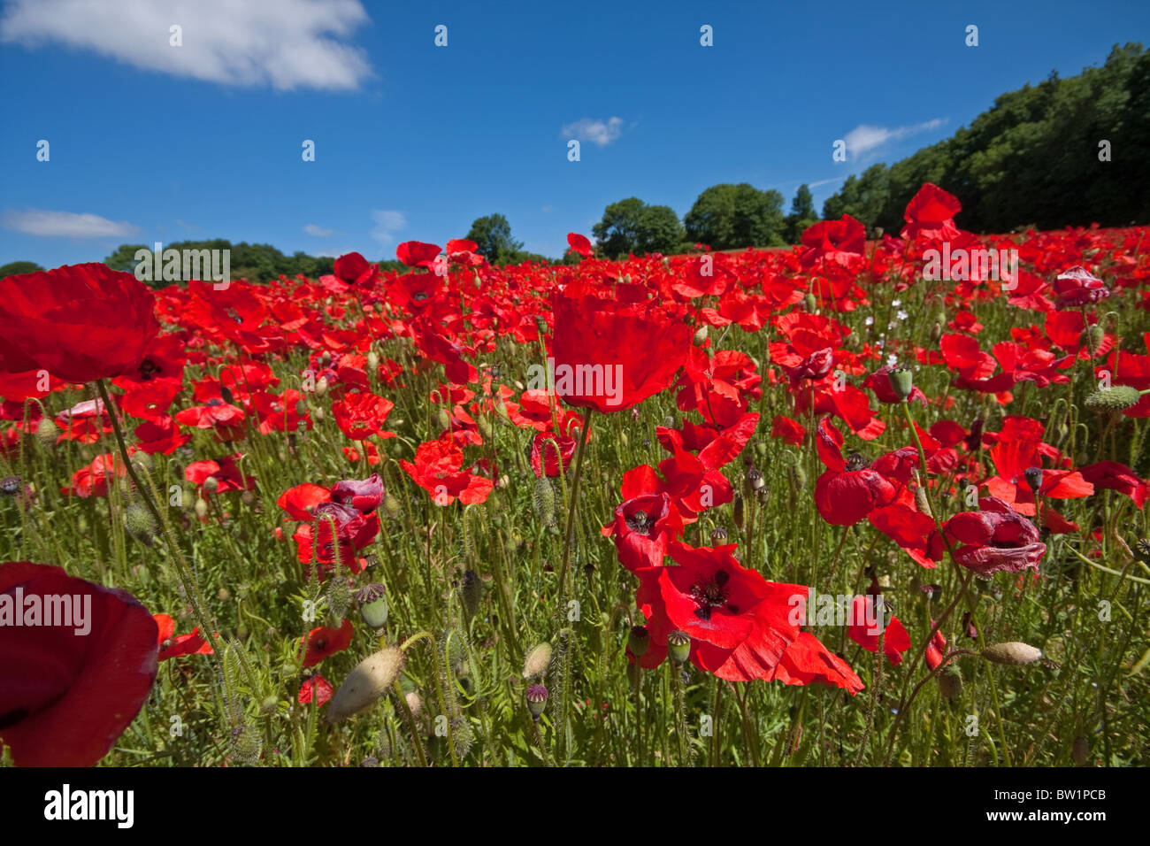 Champs de coquelicots à Coberley Banque D'Images