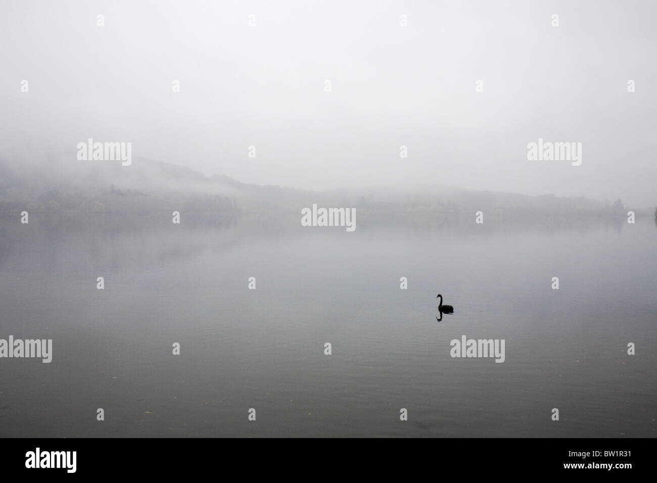 Un cygne noir sur le lac Tutira dans la région de Hawkes Bay, Nouvelle-Zélande, île du Nord. Banque D'Images