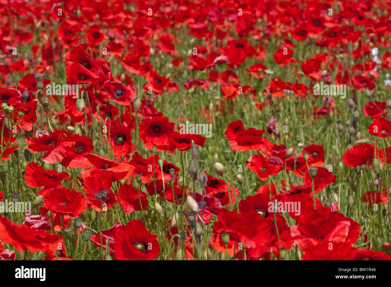 Champs de coquelicots à Coberley Banque D'Images