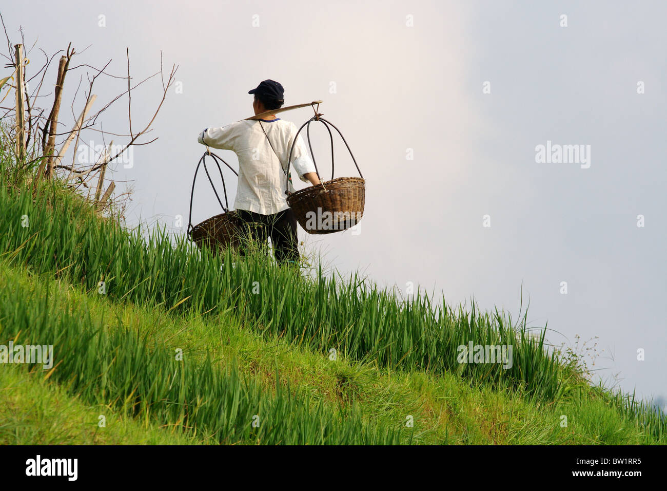 Chine - Dragon's backbone Rice Terraces Banque D'Images