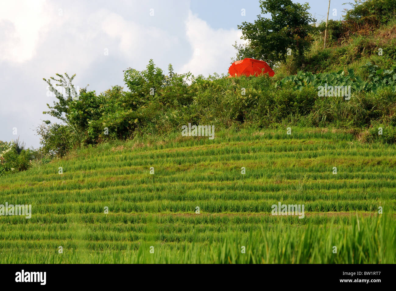 Chine - Dragon's backbone Rice Terraces Banque D'Images