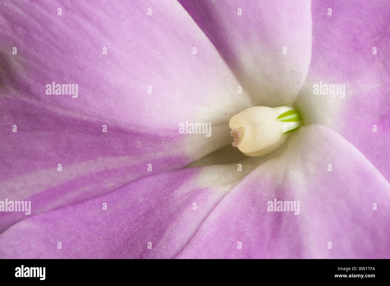 Close up d'une fleur de Nouvelle-guinée Banque D'Images