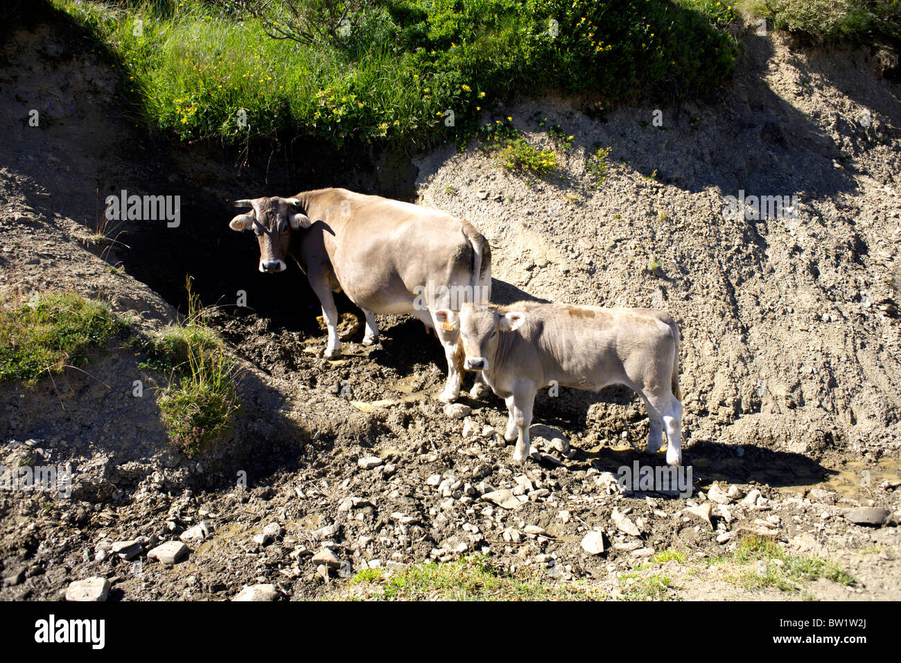 Vache veau et cornu, Picos de Europa, l'Espagne, l'Europe, les bovins, bovins, Banque D'Images