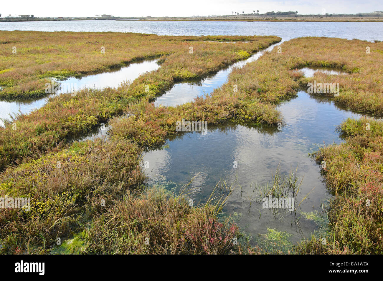 La réserve écologique de Bolsa Chica Wetlands. Banque D'Images