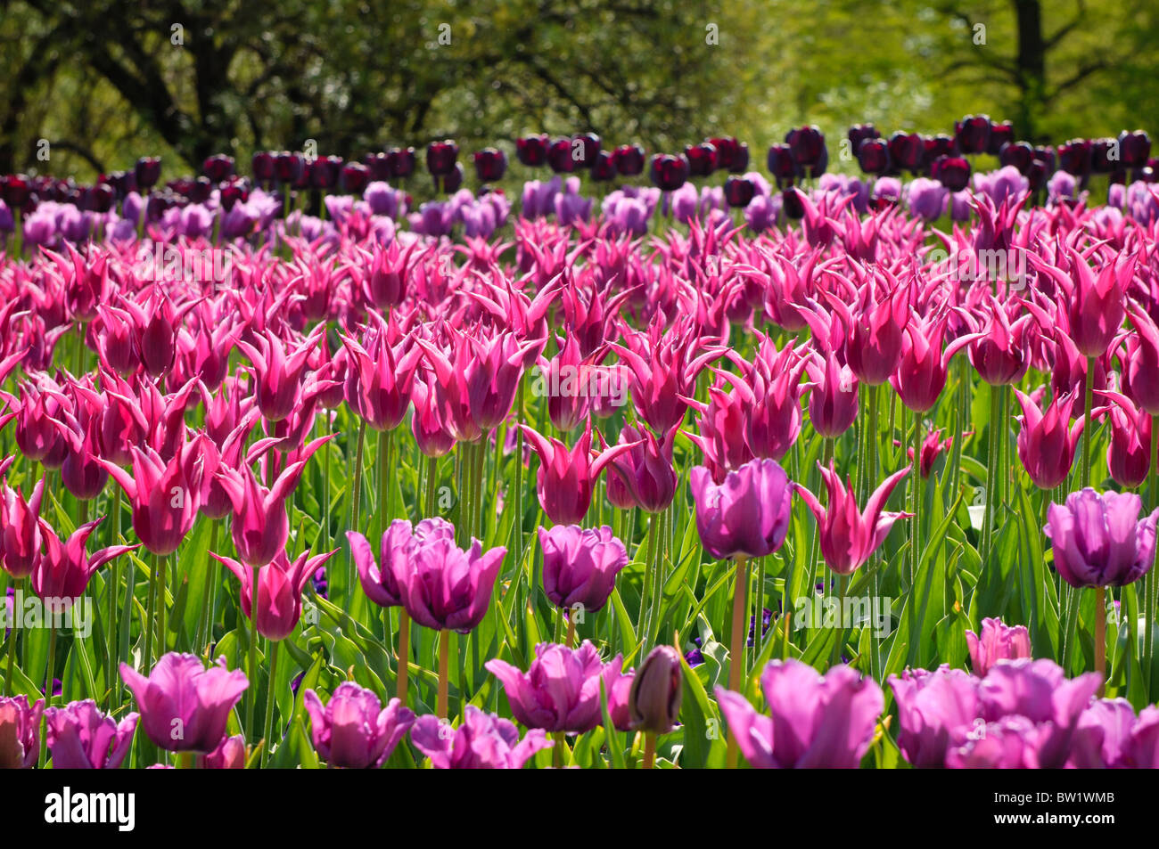 Fleurs de tulipes colorées qui fleurit au printemps. Banque D'Images