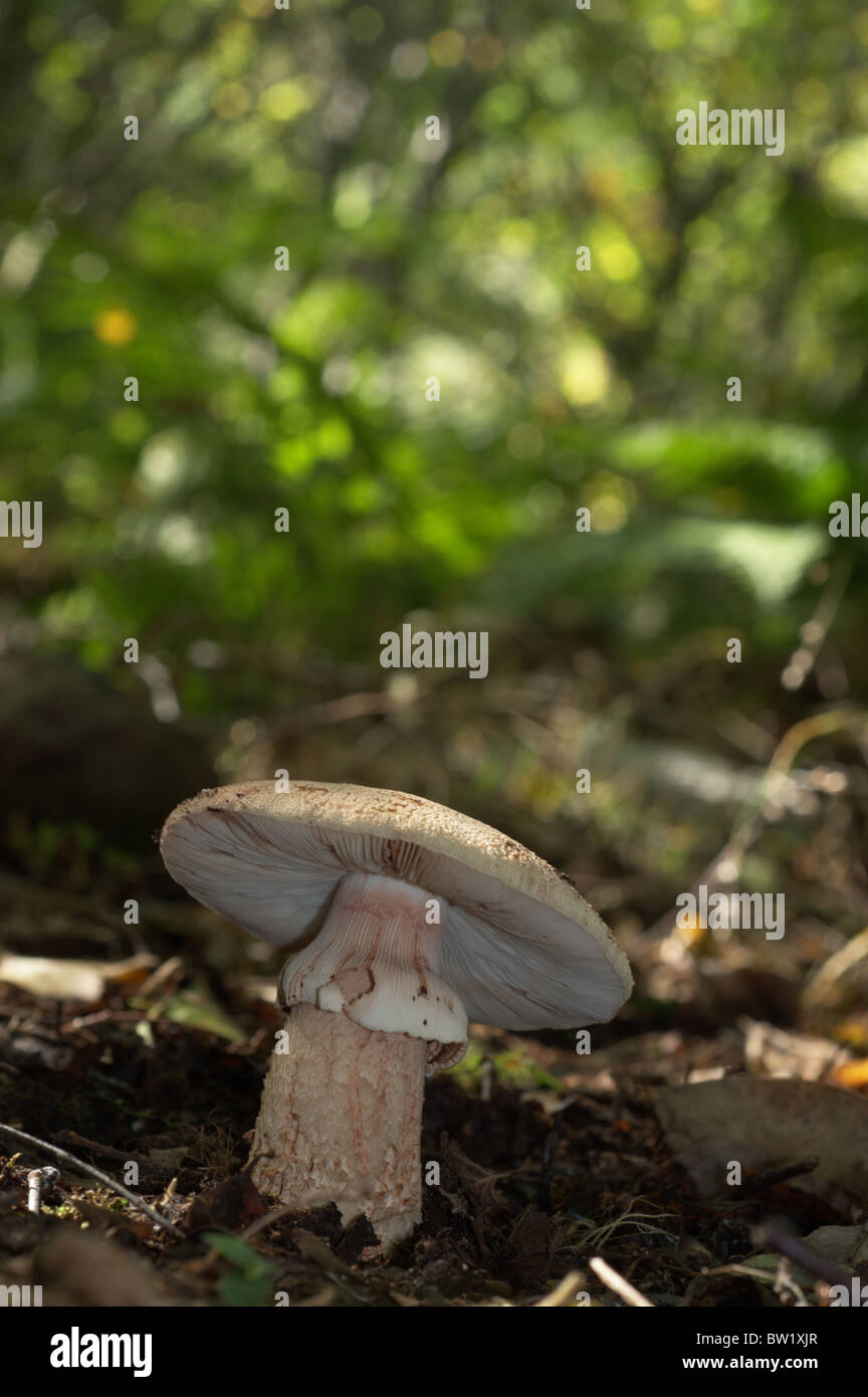 Le blush (Amanita rubescens) Banque D'Images