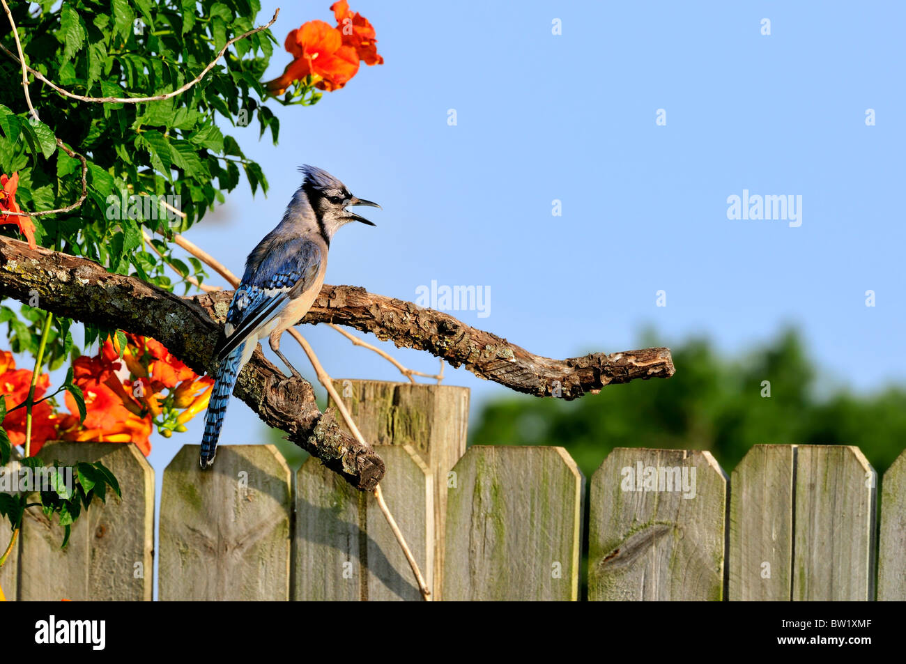 Un Bluejay, Cyanocitta cristata, perché sur un membre entouré de fleurs de trompette, Campsis radicans, contre un ciel bleu. Oklahoma, États-Unis. Banque D'Images