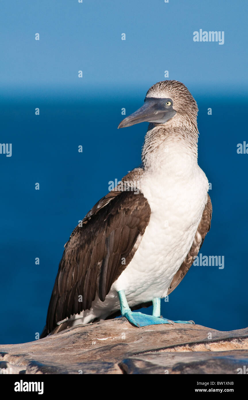 Îles Galapagos, en Équateur. Fou à pieds bleus (Sula nebouxii), Isla Plaza (Plaza island). Banque D'Images