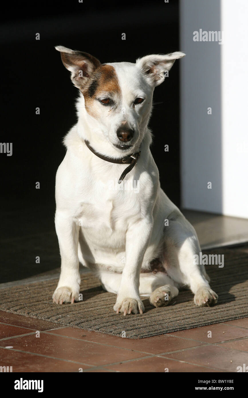 Jack Russel terrier, Soltau, Allemagne Banque D'Images