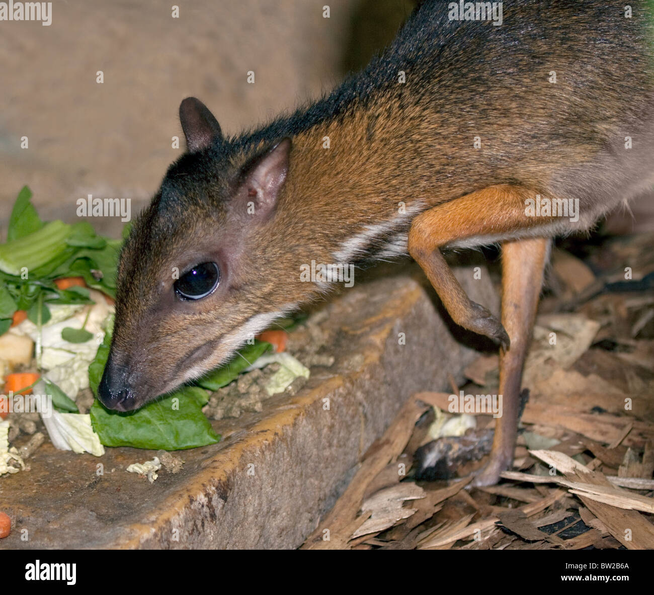 Souris ou Chevrotain Deer (tragulus espèce) Banque D'Images
