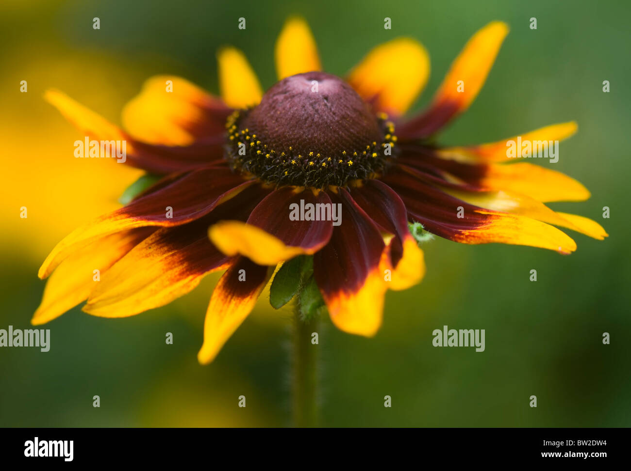 Image en gros plan de la belle floraison d'été Rudbeckia hirta 'Marmalade' aussi connu sous le nom de black-eyed Susan fleur. Banque D'Images