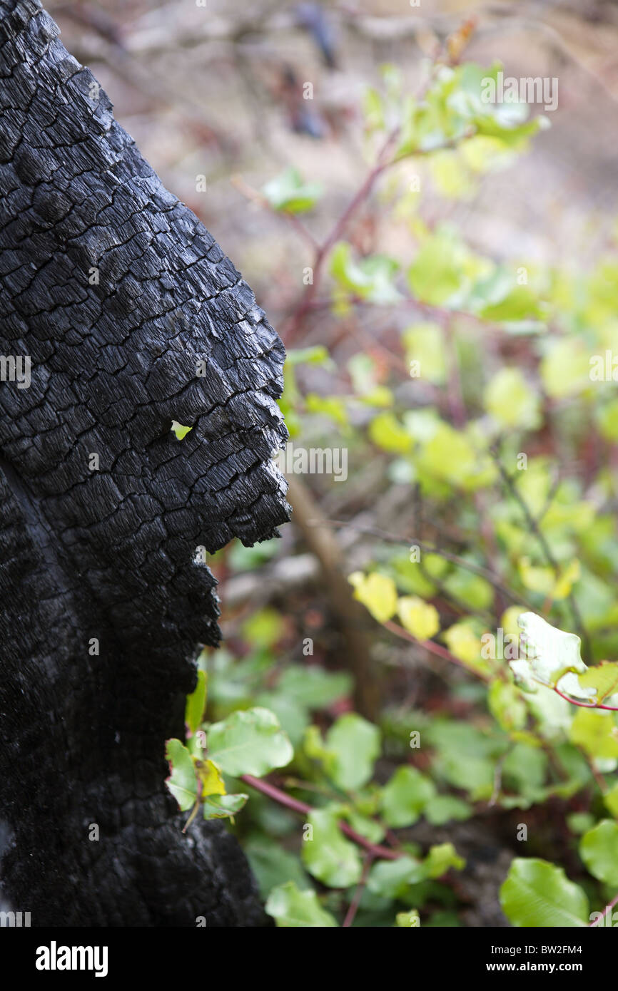 Charbon de bois détail forêts brûlées après feu disaster Banque D'Images