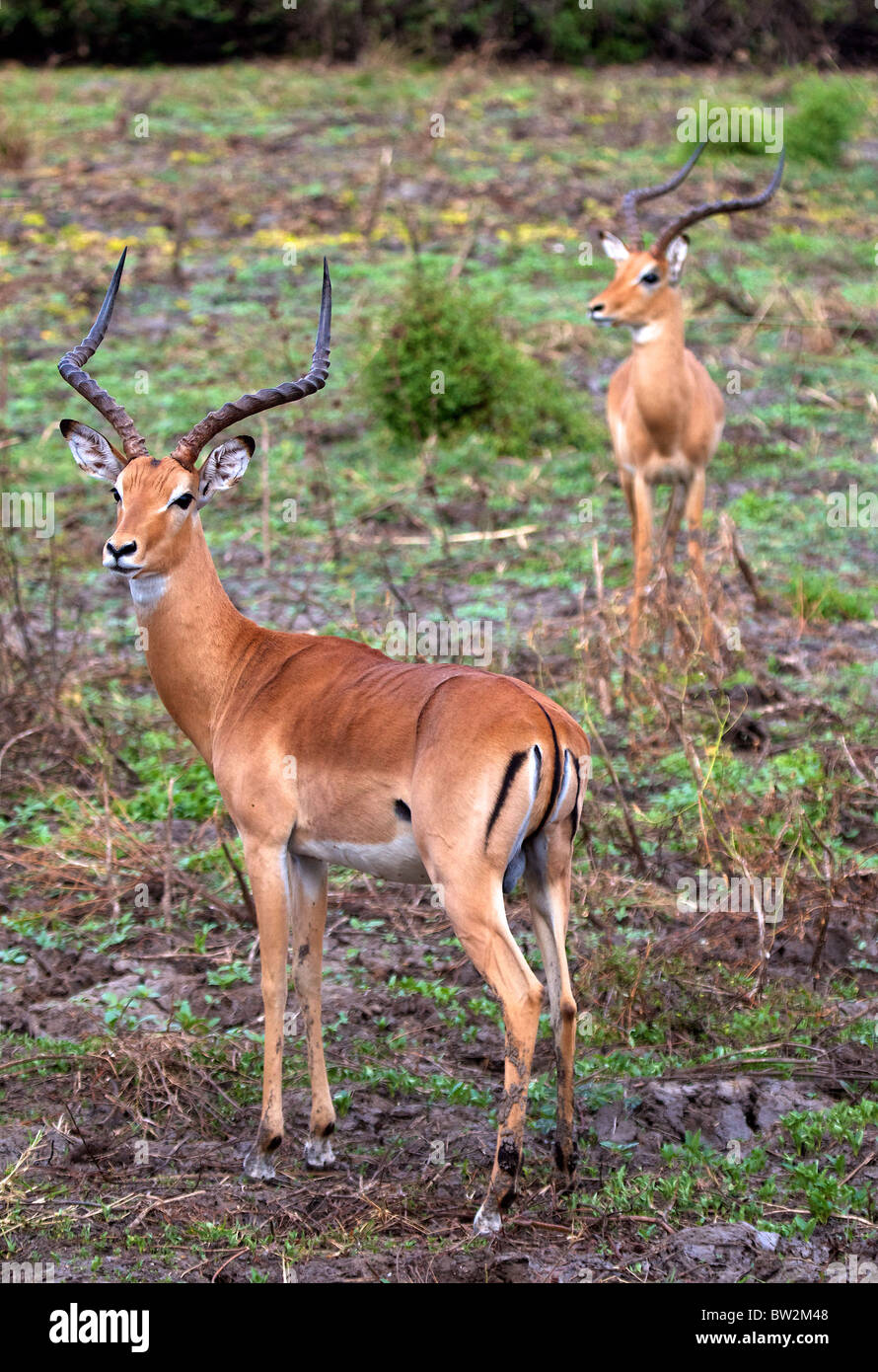 Impala Aepyceros melampus Parc National de Selous en Tanzanie Banque D'Images
