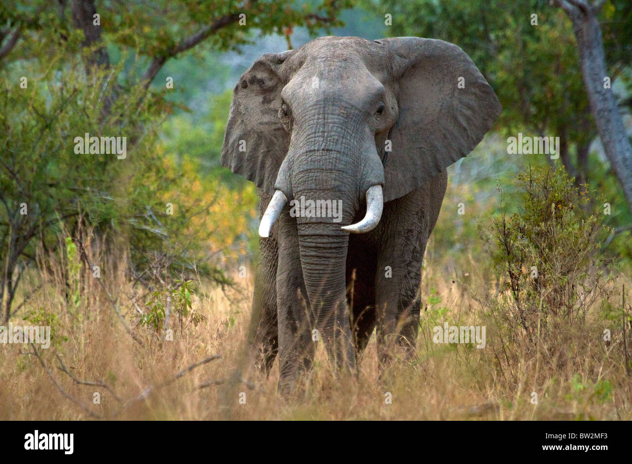 L'éléphant d'Afrique Loxodonta africana de Bull le Parc National de Selous en Tanzanie Banque D'Images