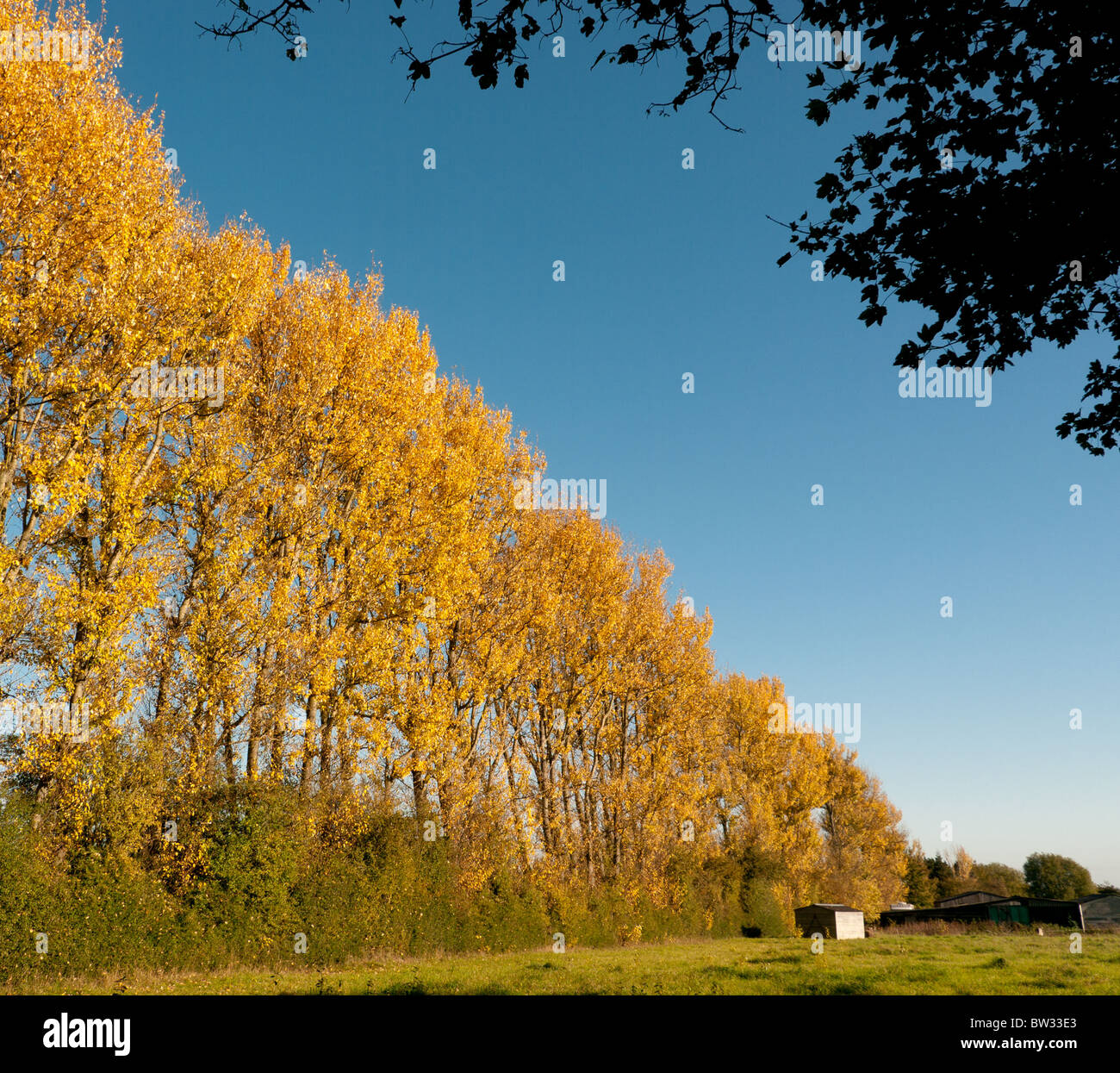 La couleur en automne dans les bois et Ashridge Park, Hertfordshire, Royaume-Uni Banque D'Images