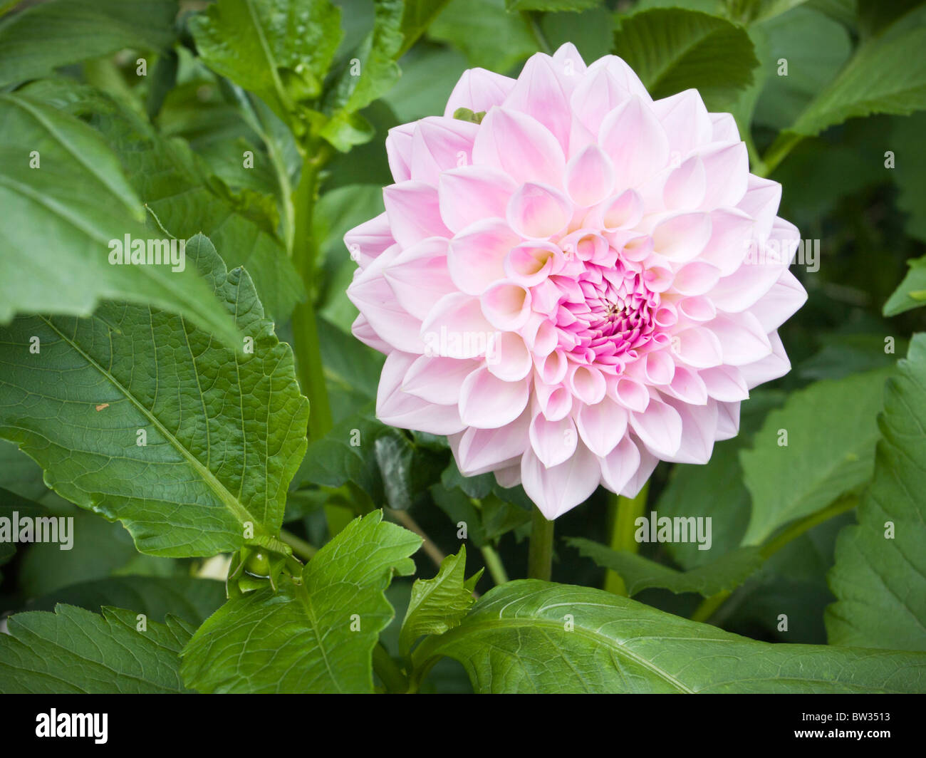 Dahlia rose Bloom Banque D'Images