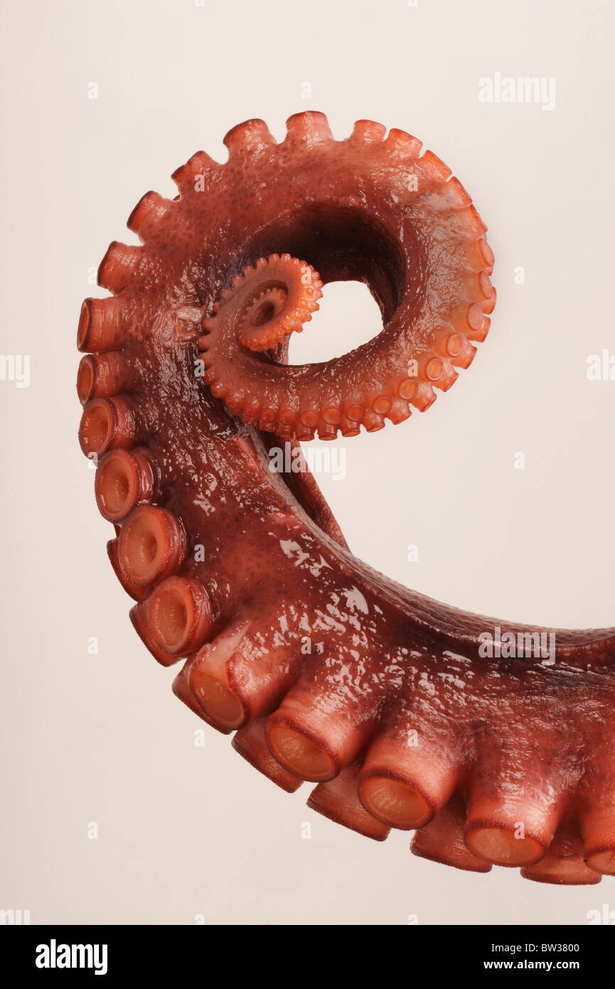 Tentacule de la pieuvre Banque D'Images