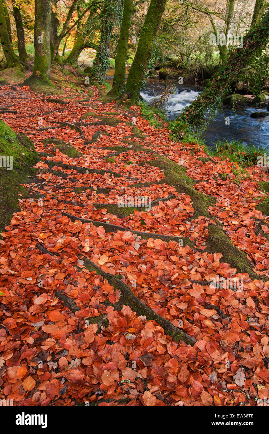 Tapis de feuilles mortes à Golitha Falls, sur la rivière Fowey près de Liskeard, Cornwall Banque D'Images